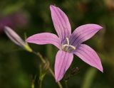 Campanula patula