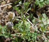 Pulsatilla campanella