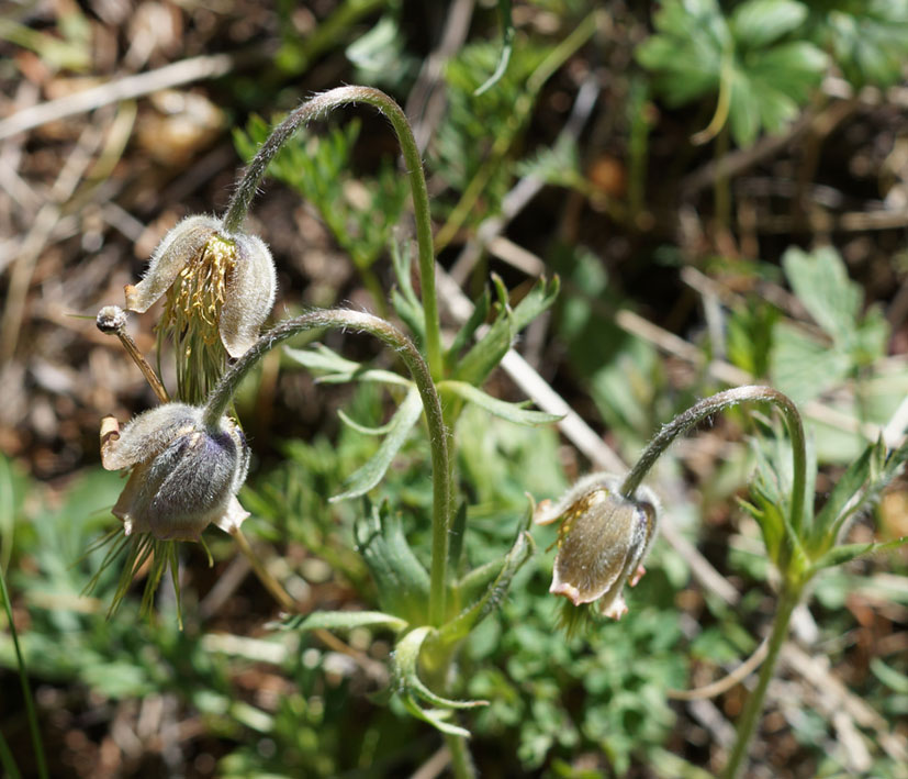 Image of Pulsatilla campanella specimen.