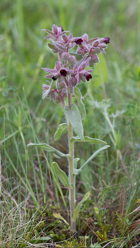 Image of Nonea rossica specimen.