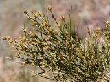 genus Ephedra. Веточки с мегастробилами. Кыргызстан, Нарынская обл., левый берег р. Нарын, природный парк Салкын-Тор, на склоне. 12.07.2015.