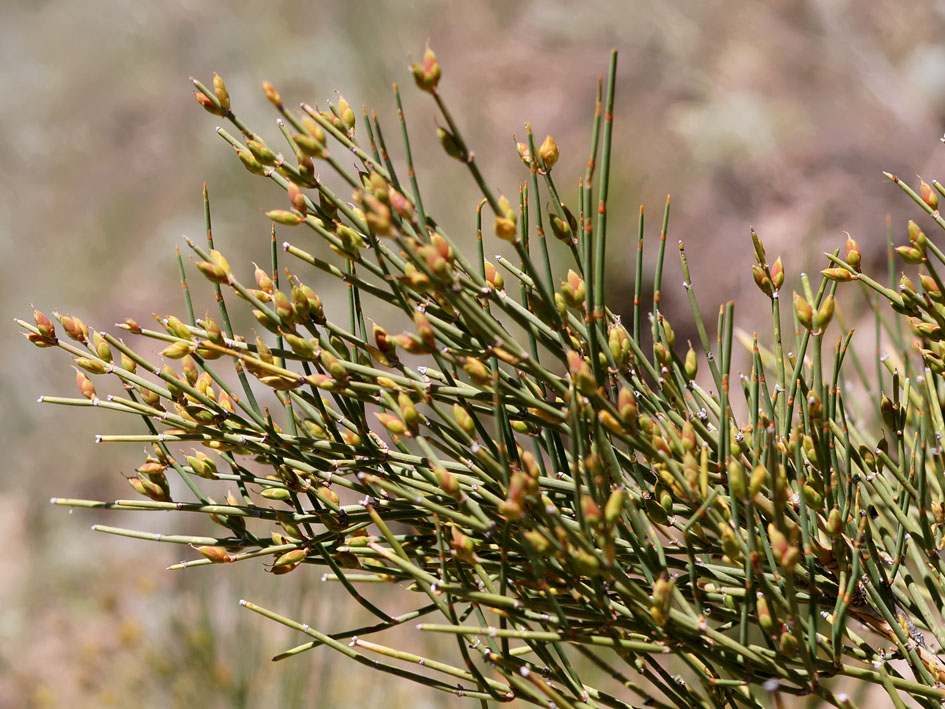 Image of genus Ephedra specimen.