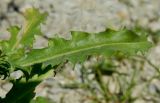 Erysimum repandum