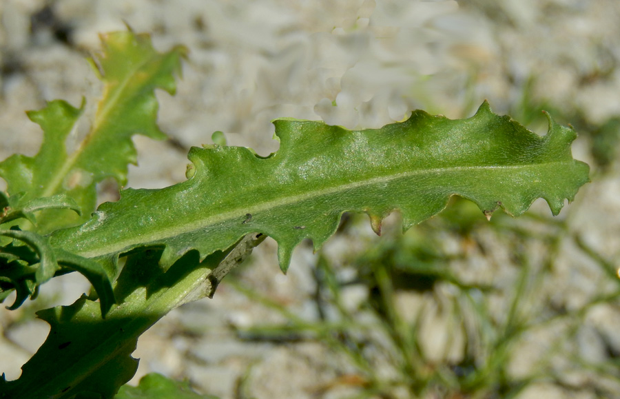 Image of Erysimum repandum specimen.