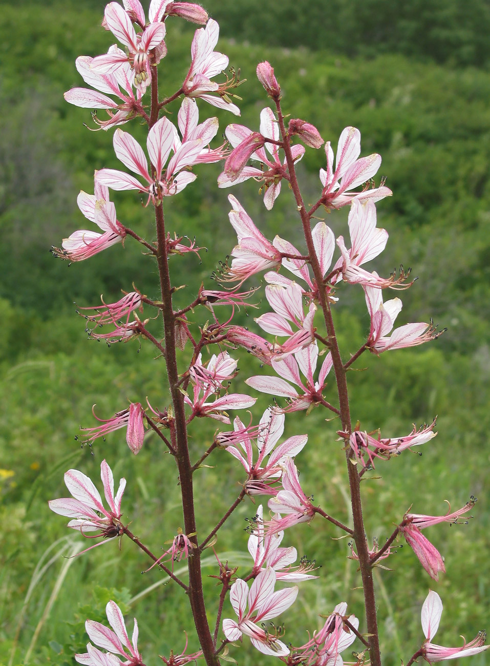 Image of Dictamnus angustifolius specimen.