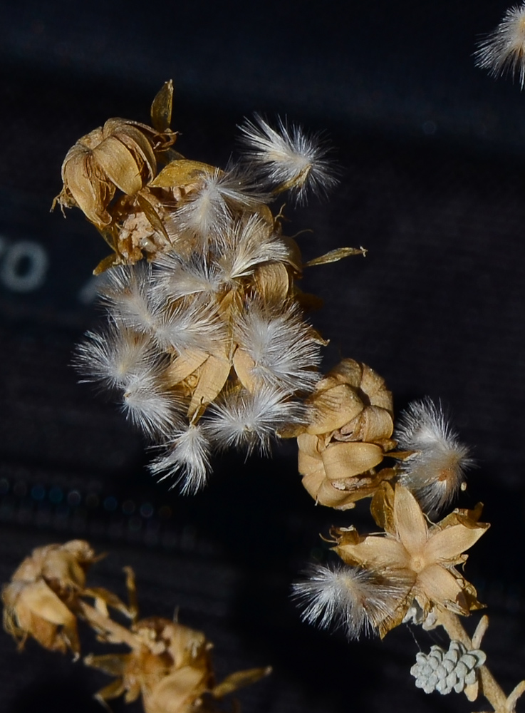 Image of Reaumuria hirtella specimen.