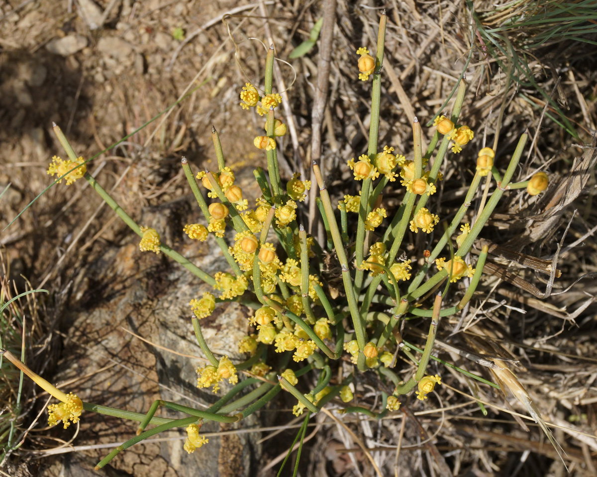 Изображение особи Ephedra dahurica.