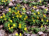 Anemone ranunculoides. Цветущие растения. Украина, Киев, заказник \"Лесники\", широколиственный лес. 8 апреля 2007 г.