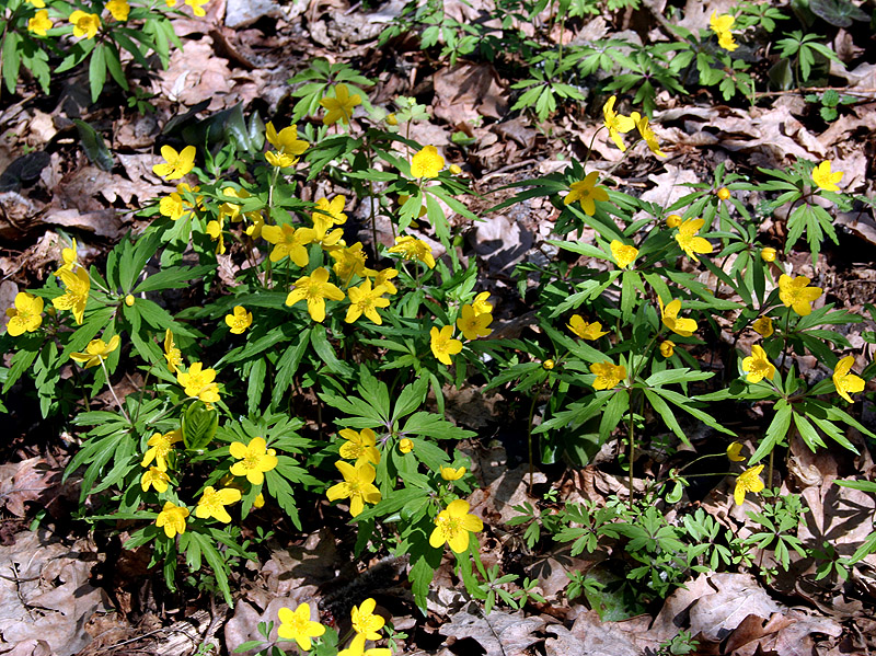 Изображение особи Anemone ranunculoides.