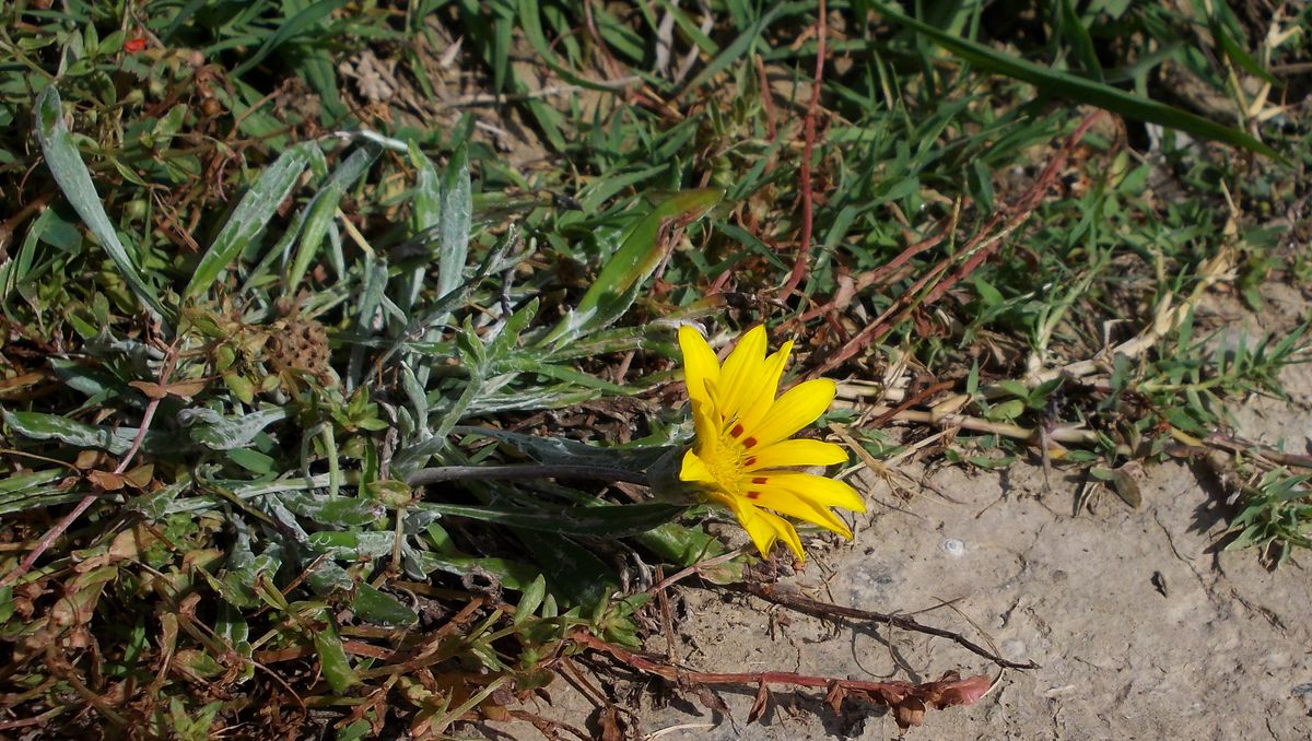 Image of genus Gazania specimen.