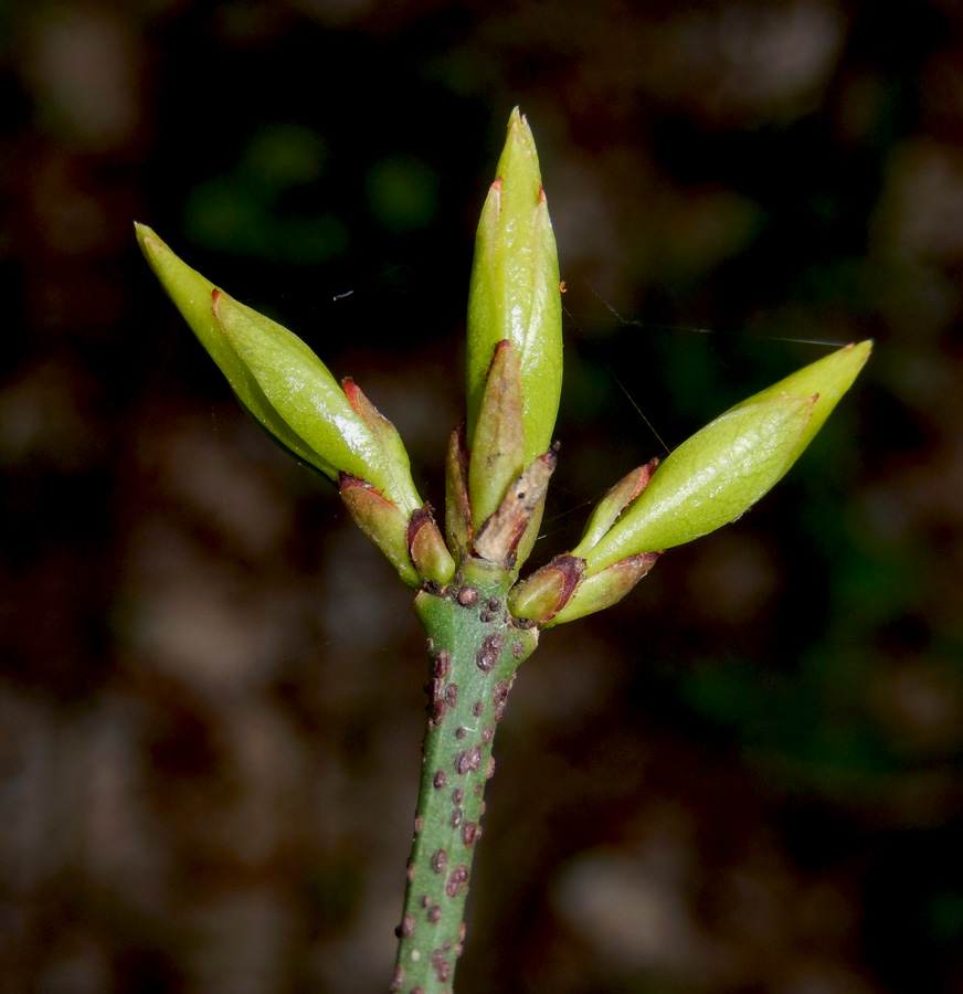 Изображение особи Euonymus verrucosus.