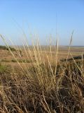 Stipa capillata