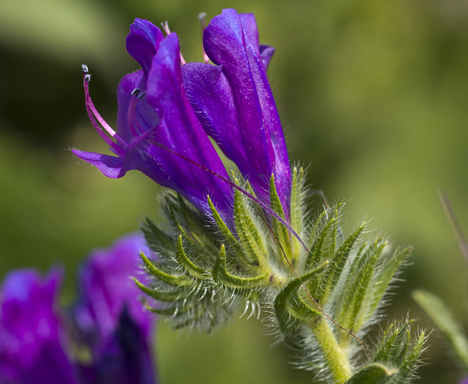 Image of Echium plantagineum specimen.