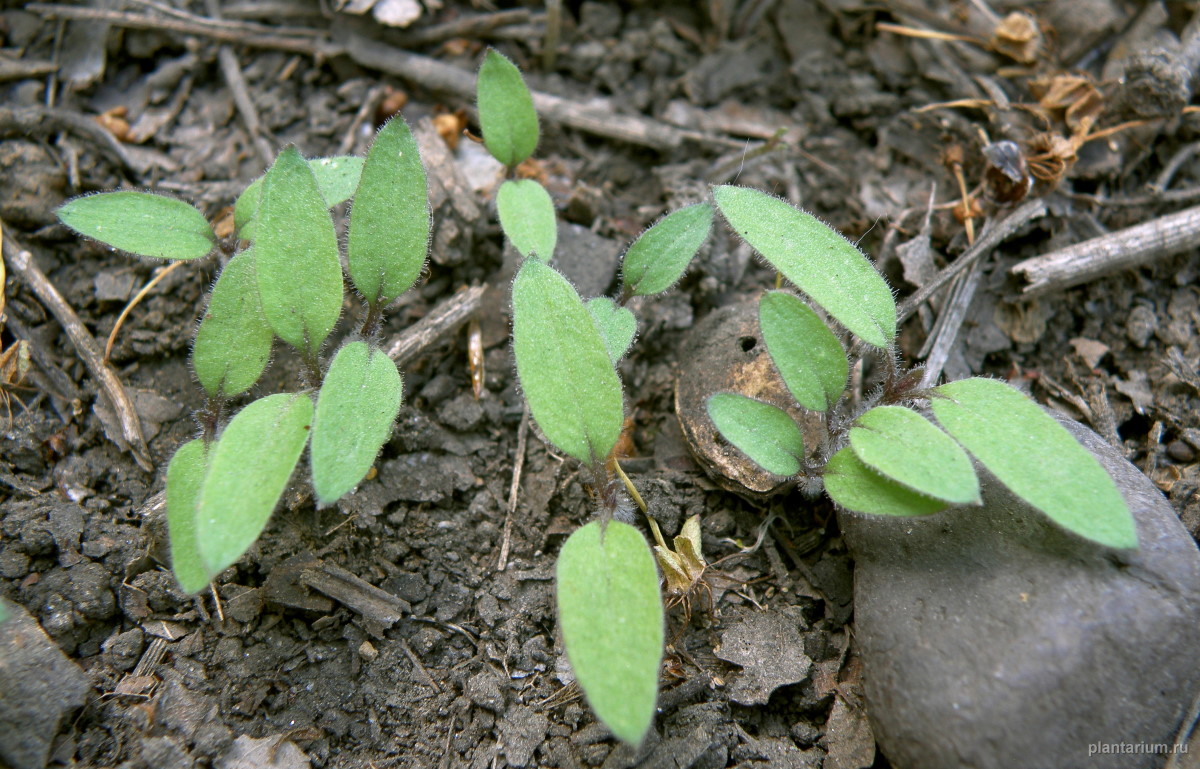 Image of Solanum nigrum ssp. schultesii specimen.