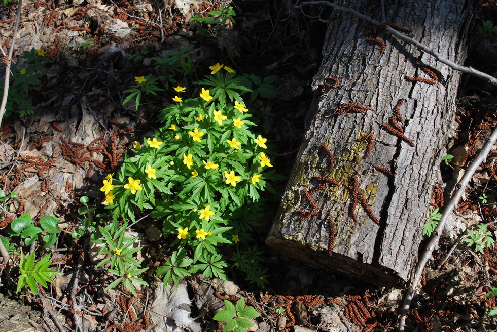 Изображение особи Anemone ranunculoides.