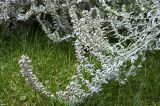 Artemisia ludoviciana. Верхушка цветущего растения. Новосибирск, в культуре (цветник). 25.09.2009.
