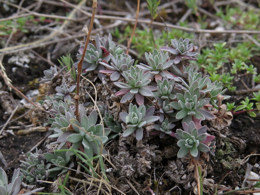 Image of Schivereckia podolica specimen.