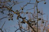 Prunus stepposa
