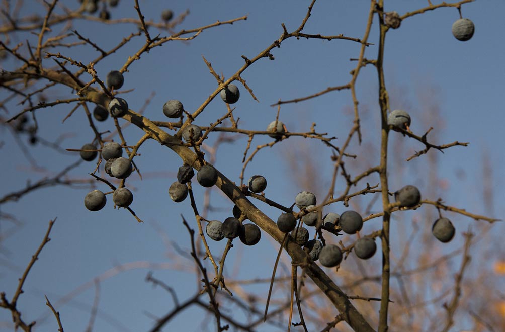 Изображение особи Prunus stepposa.