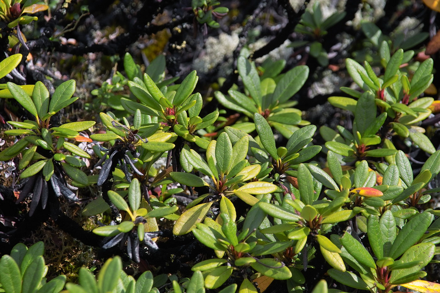 Image of Rhododendron aureum specimen.