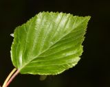 Sorbus alnifolia