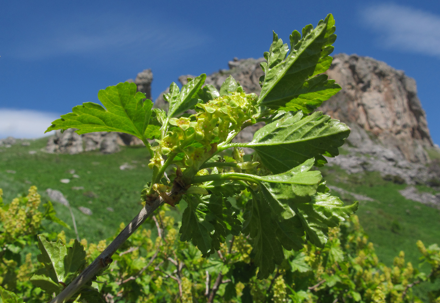 Изображение особи Ribes alpinum.