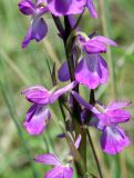 Anacamptis laxiflora ssp. elegans