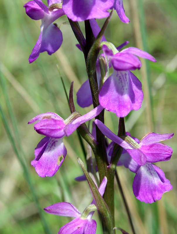 Image of Anacamptis laxiflora ssp. elegans specimen.