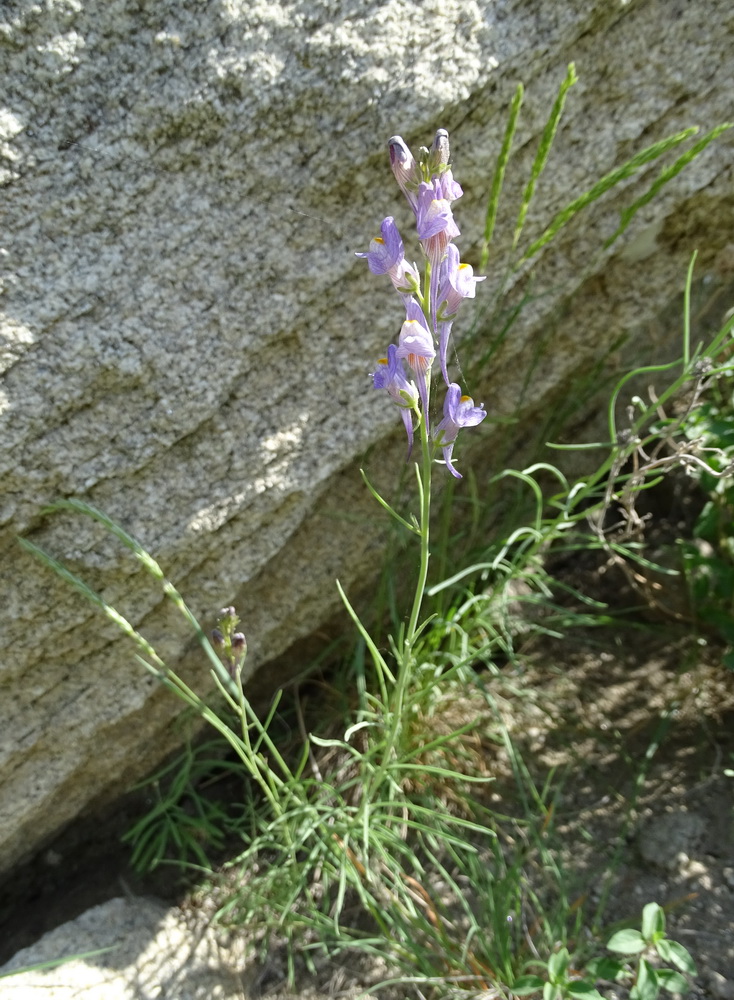 Изображение особи Linaria bungei.