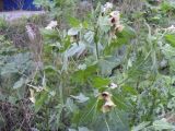 Hyoscyamus niger. Верхушка цветущего растения. Тверь, Бурашевское шоссе, пустырь. 05.06.2016.