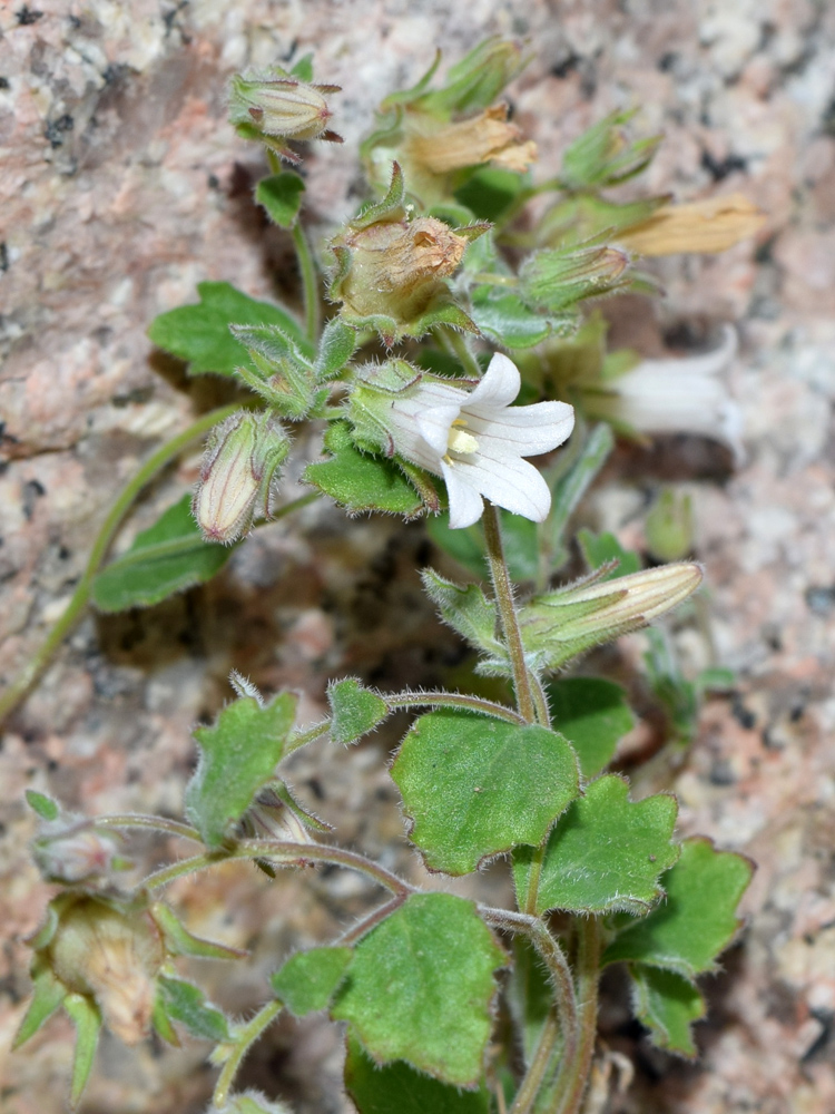 Изображение особи Campanula incanescens.