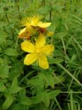 Hypericum attenuatum