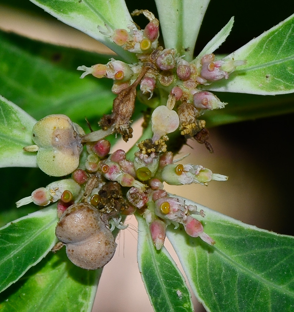 Изображение особи Euphorbia heterophylla.