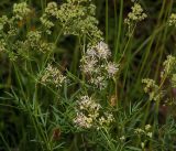Thalictrum lucidum