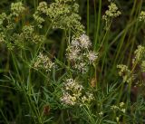 Thalictrum lucidum