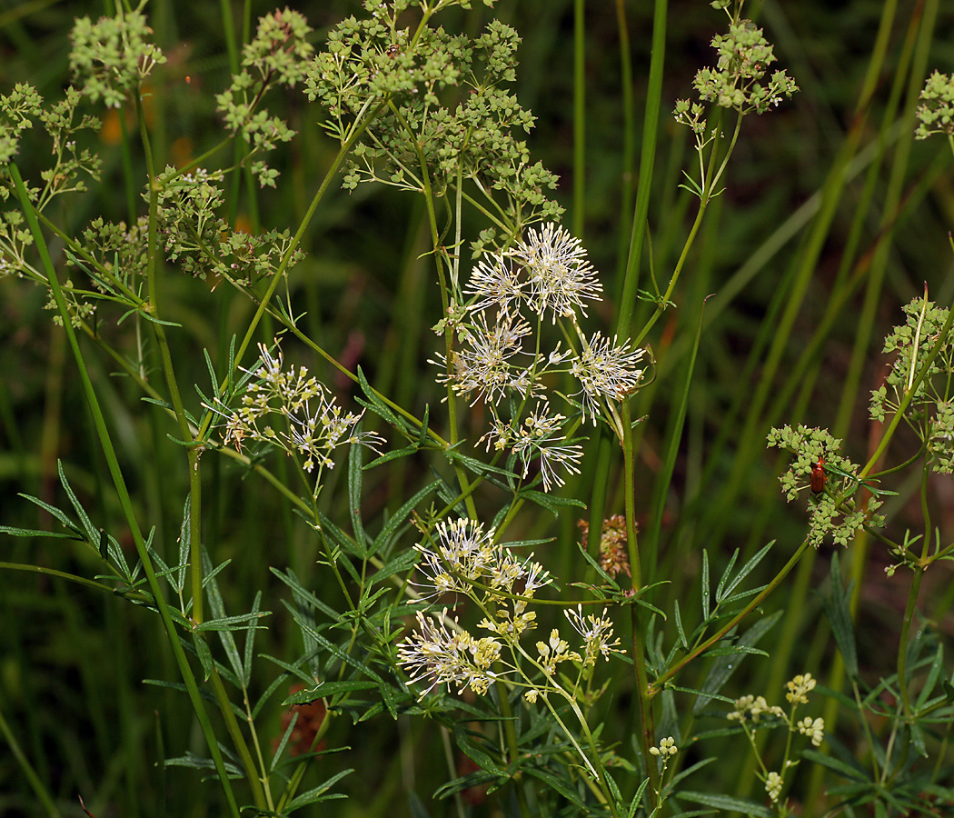 Изображение особи Thalictrum lucidum.