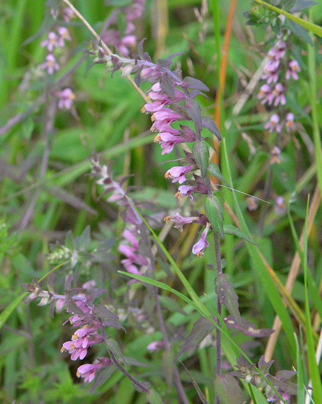 Изображение особи Odontites vulgaris.