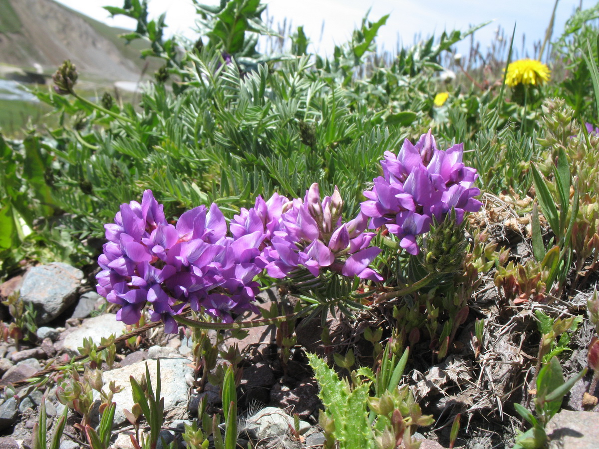 Image of Oxytropis humifusa specimen.