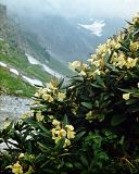 Rhododendron caucasicum