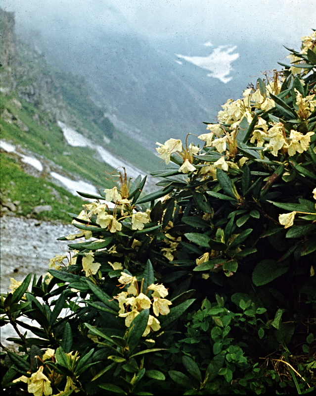 Изображение особи Rhododendron caucasicum.