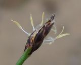 genus Eleocharis