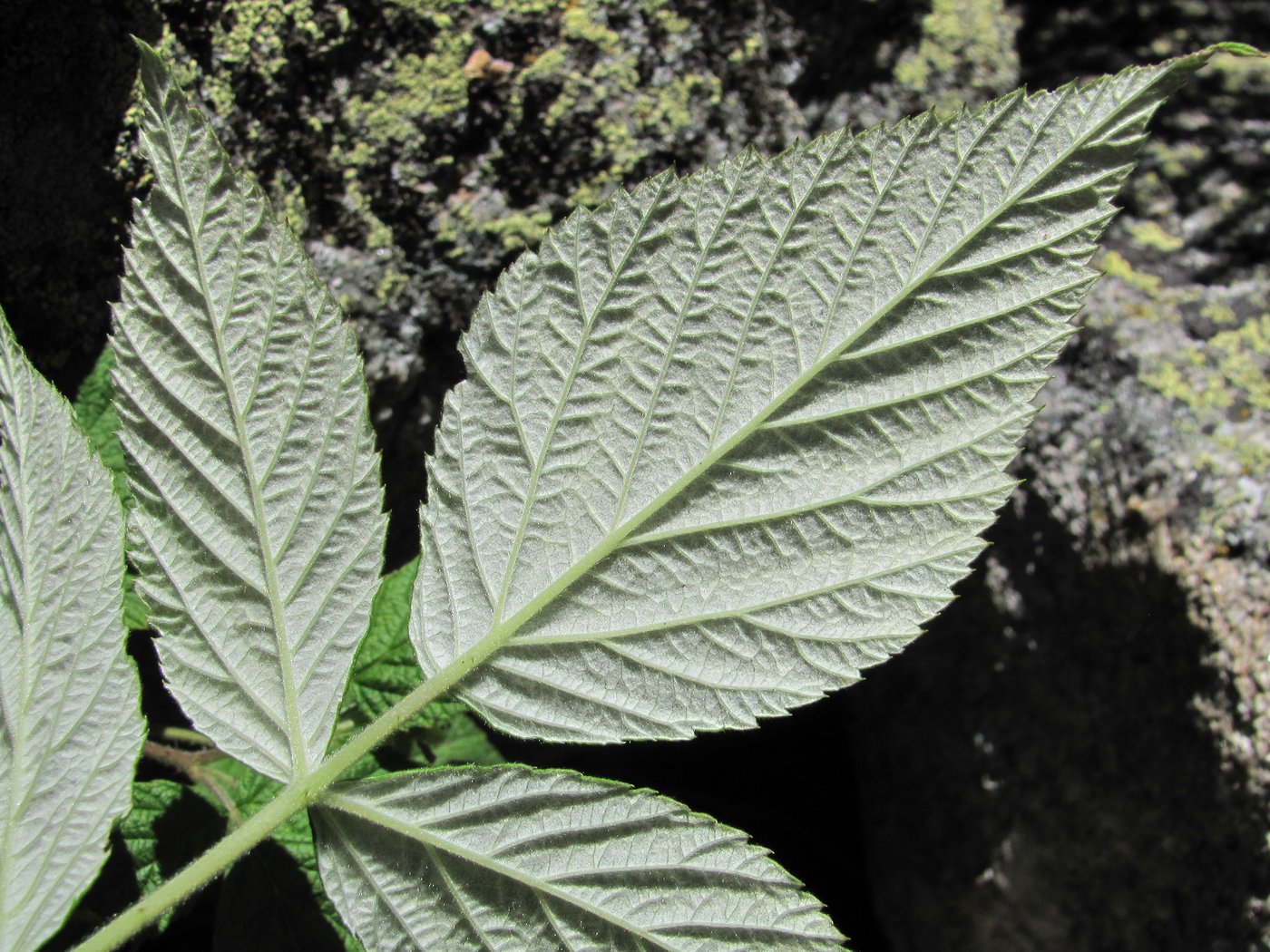 Изображение особи Rubus idaeus.