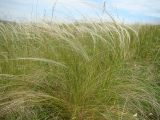 Stipa tirsa. Плодоносящие растения. Пензенская обл., Лунинский р-н, окр. с. Ферлюдинка, открытый склон к р. Шукша. 19 июня 2015 г.