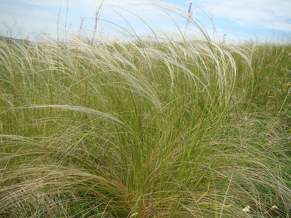 Изображение особи Stipa tirsa.