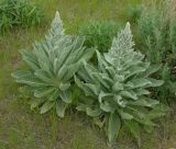 Verbascum songaricum. Растение с бутонами. Казахстан, хребет Каратау, 28.04.2006.