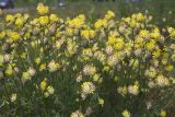 Anthyllis macrocephala