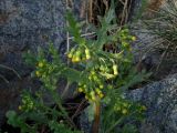 Senecio vulgaris. Верхушка растения с соцветиями. Приморье, окр. г. Находка, у ручья. 09.10.2016.