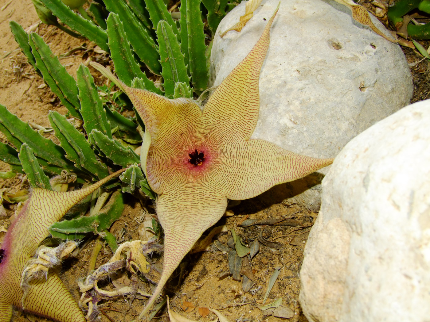 Изображение особи Stapelia gigantea.