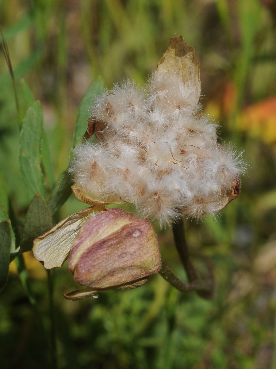 Image of Anemone petiolulosa specimen.