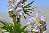 Aconitum rotundifolium. Цветки и части листьев. Казахстан, Тянь-Шань, хр. Заилийский Алатау, ущ. Левый Талгар, р-н устья р. Туристов, 2800 м н.у.м., остепнённый луг. 01.09.2016.